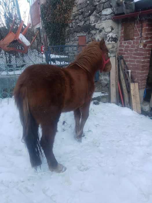 Vând mânz semigreu