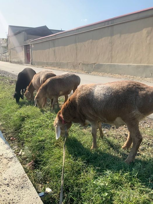 КУЙЛАР СОТИЛАД киргиз таласн куйи видоси бор арашан куйлар 2 ТИШ КУЙЛА
