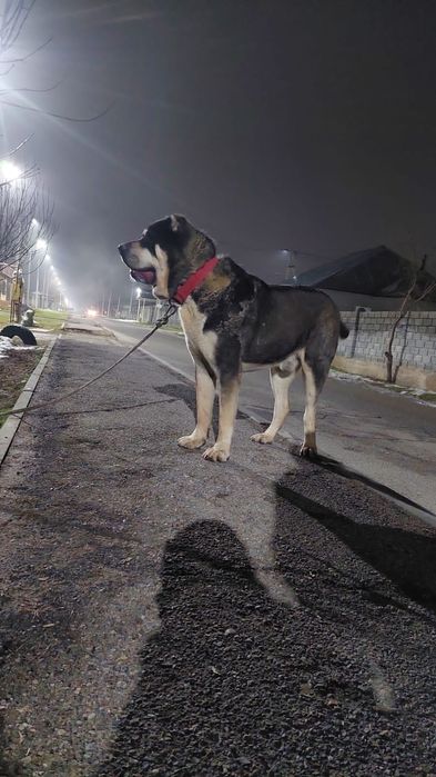 Алабай щенок супер тяж
