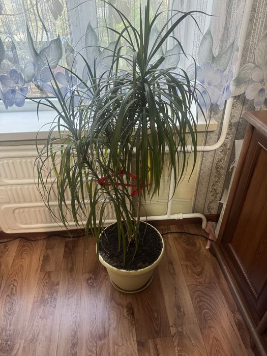 Продам растенение офисное