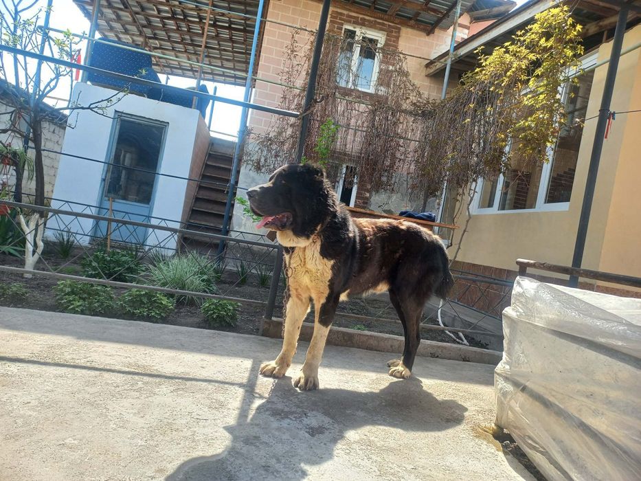 Предлогаеться Алабай кобель на вязку 100$ старый Сергели