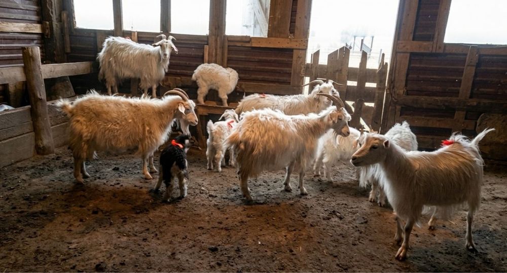 Ешкілер лақтарымен бірге сатылады!!!