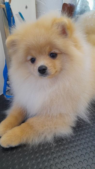 Шпиц Очень ухоженный