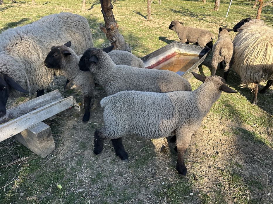 Suffolk berbecut 4 luni mieluta si oi