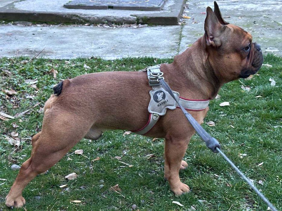 Французскому бульдогу по кличке Бальтазар нужна подруга для вязки