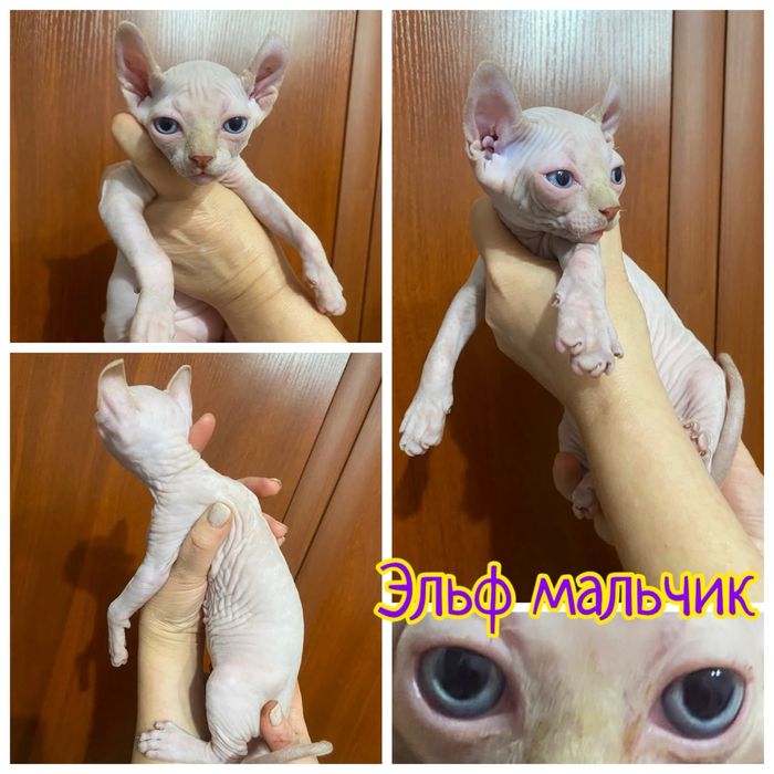 Сфинкс,эльф,двельф,бамбино