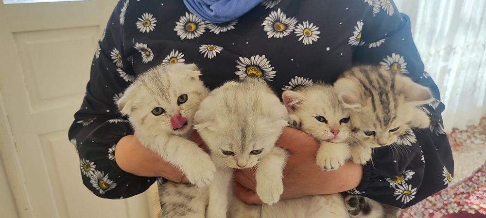 Scottish Fold 2 oylik soglom onasi bilan berladi