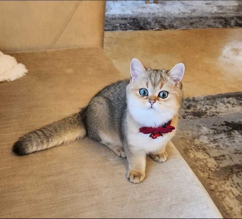 British Shorthair Golden cu pedigree