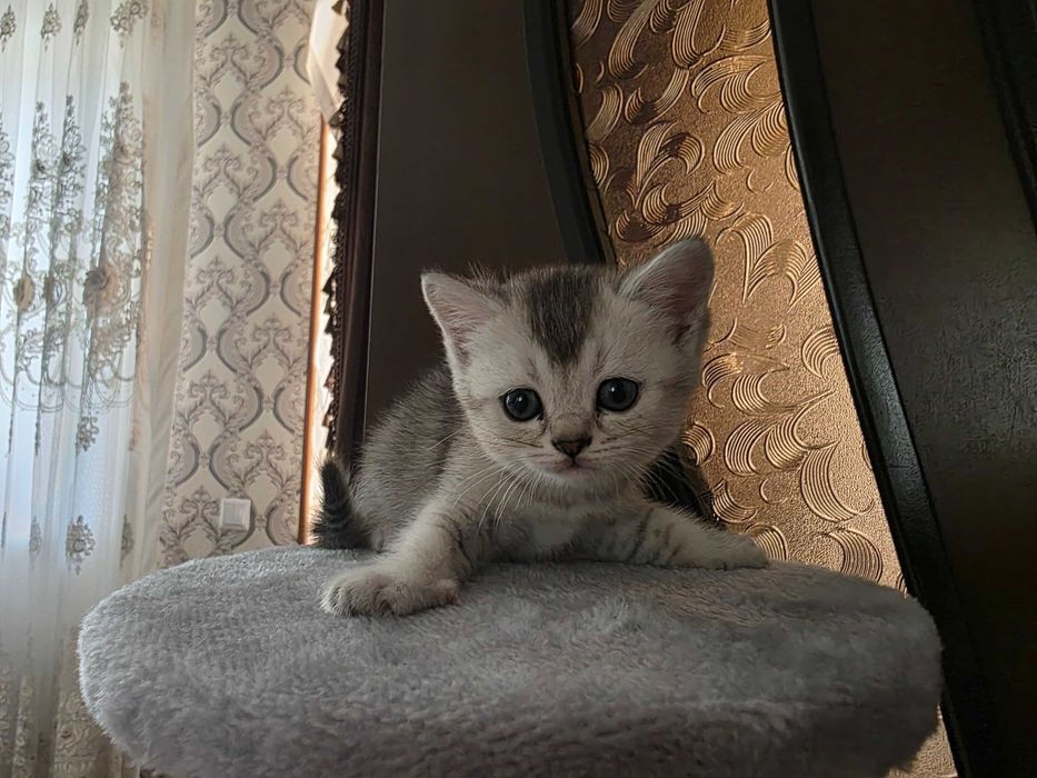 Продается Котята