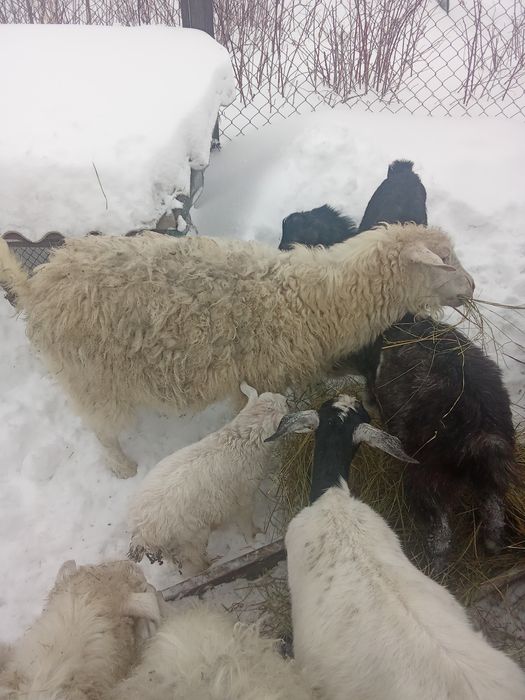Ешкі лақтарымен сатылады. .