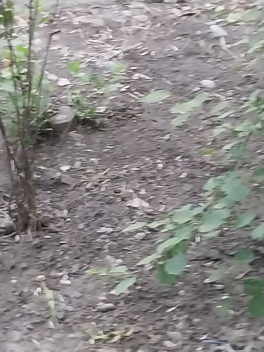 Рохат крук якинида 1.5 сотих ер сотилади олмос 2 коча юзига якин