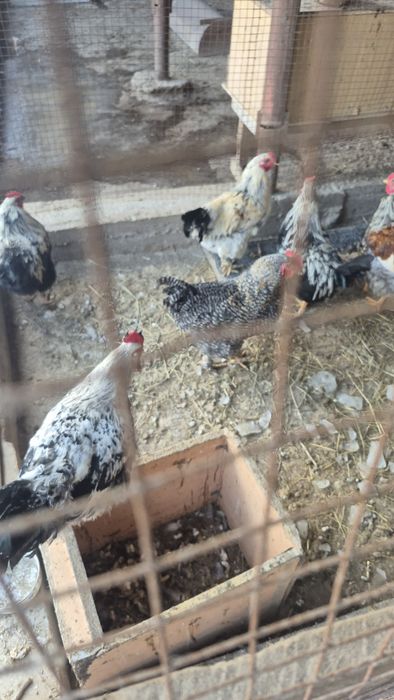 Продам петухов. Домашние,  молодняк