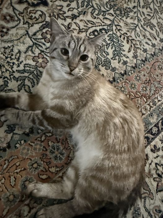 Отдам кошку в хорошие руки