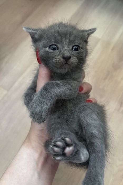 Отдам котенка(мальчик)