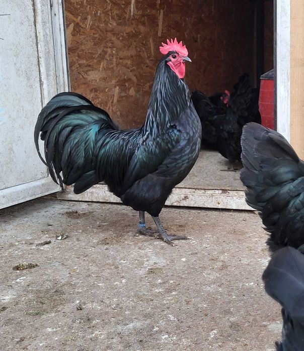 Vand oua de gaini negre australorp.