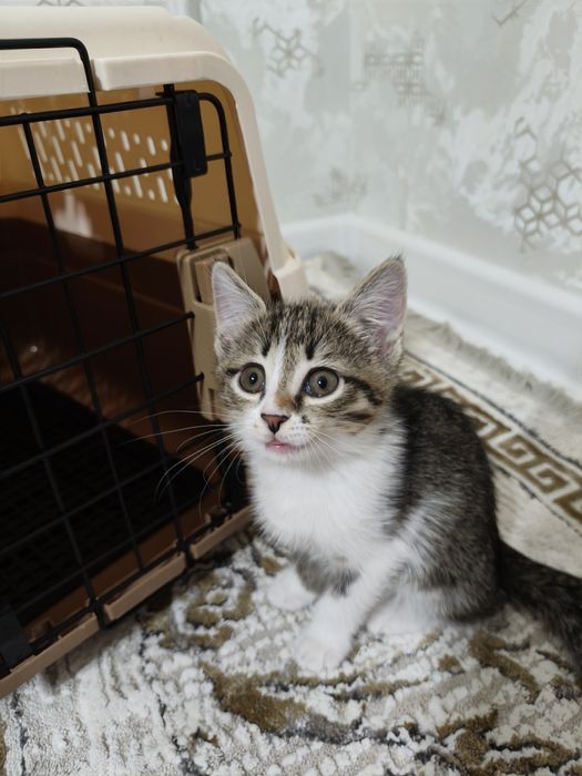 Mushuk 2oylik latok biladi qiz mushuk