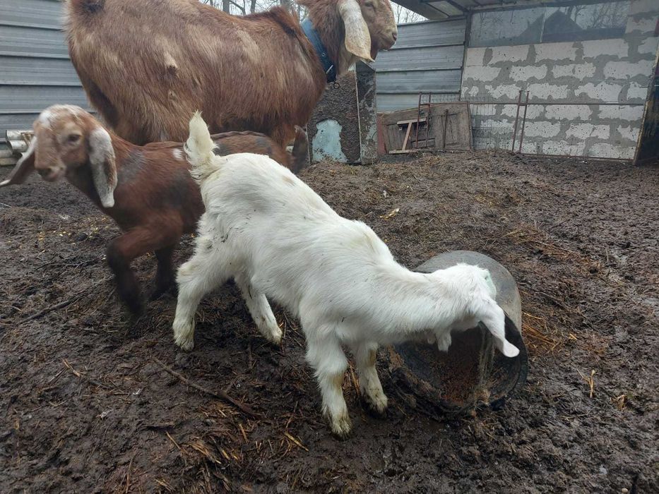 Iezi angonubieni de vânzare