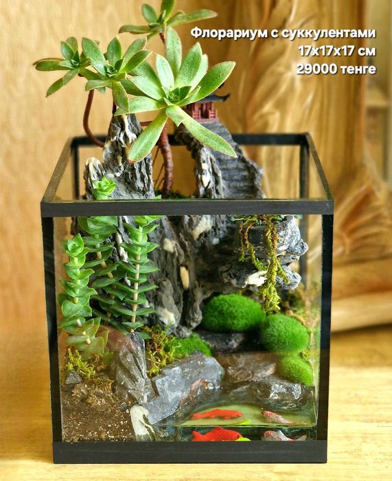 Суккуленты, флорариумы, композиции