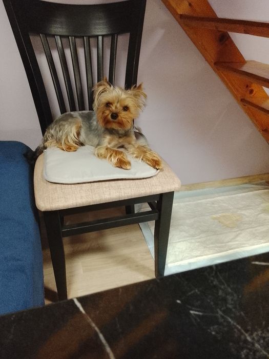 Продавам две мини йоркита,момиче и момче.