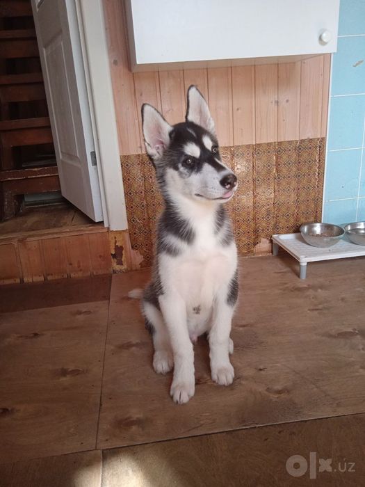 Хаски qiz va ogil bolasi  sotladi tozas