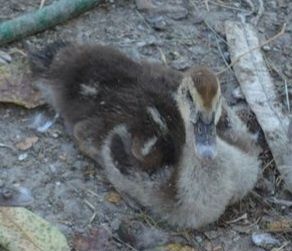 Boboci de rata leseasca (rate lesesti) - boboci mari