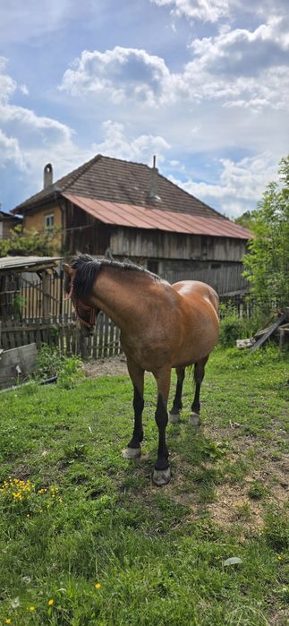 Cal de vanzare sănătos si ingrijit