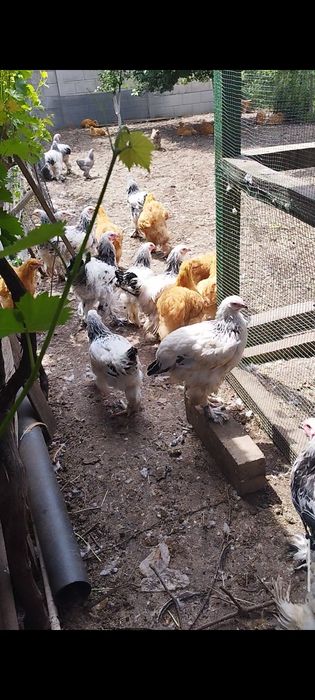 Schimb pui de Brahma herminat deschis și cochinchina galben