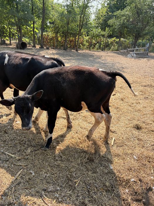 Vand 4 vitele Angus x Baltată Romaneasca