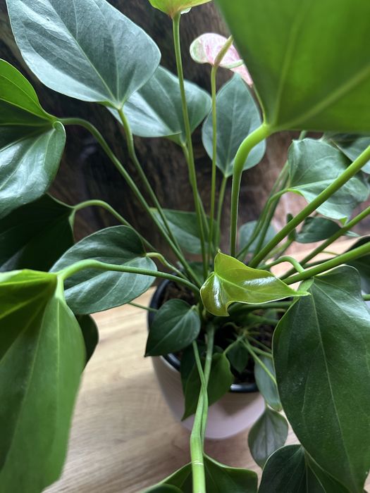 Антуриум, розовый