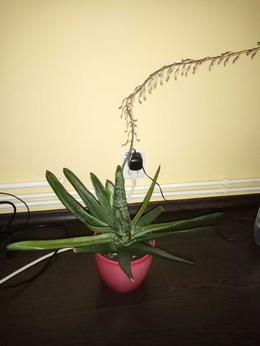 Vand o planta deosebita de Aloe Vera