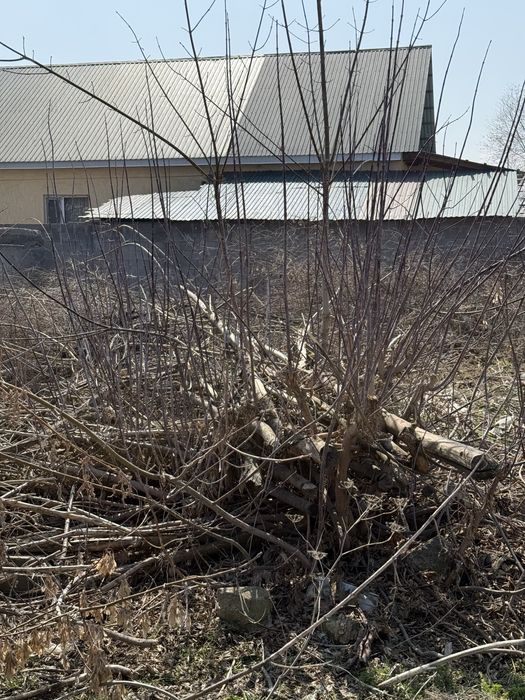 Бесплатно дрова Тегін Отын