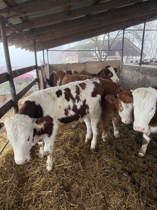 Vand vitei media 240-250 kg