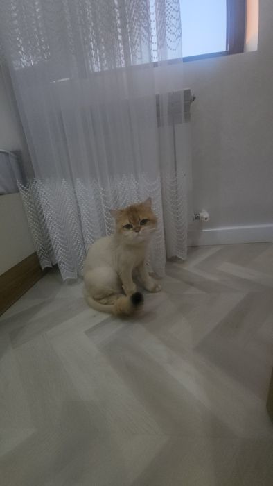 Британский Золотая Шиншила Привезён из известного московского клуба