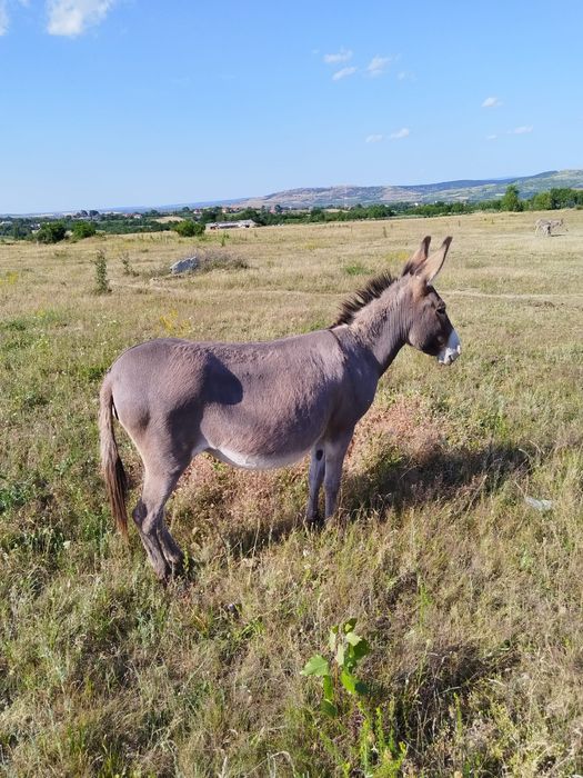 Măgărița gestanta