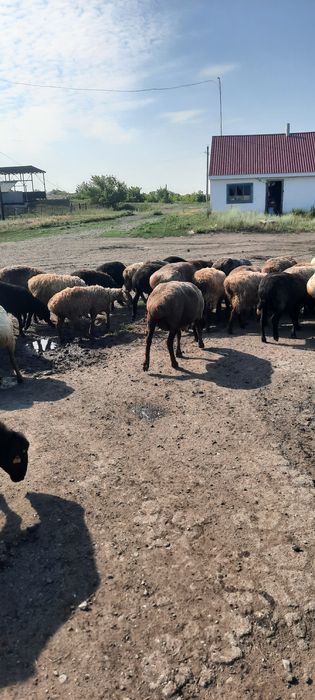 Продам овец 85 голов.