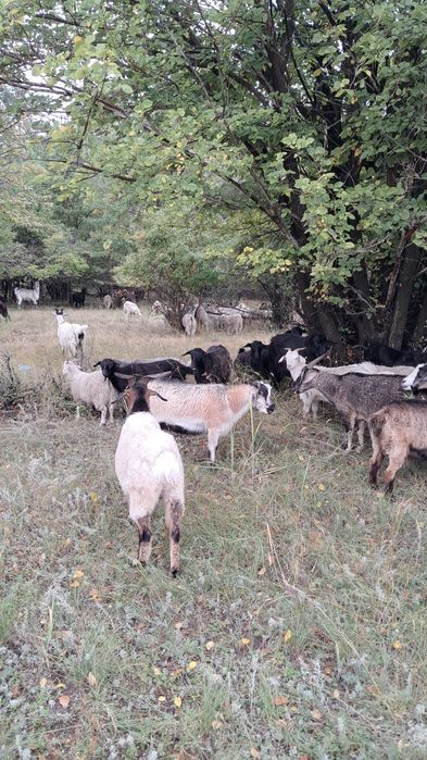 Продам коз город Павлодар