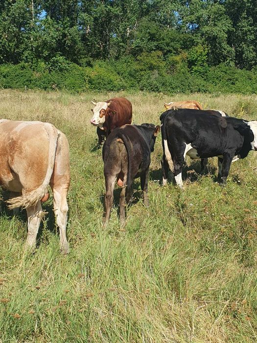 Vitei de rasa Simmental, Baltata Romaneasca si Belgieni de vanzare