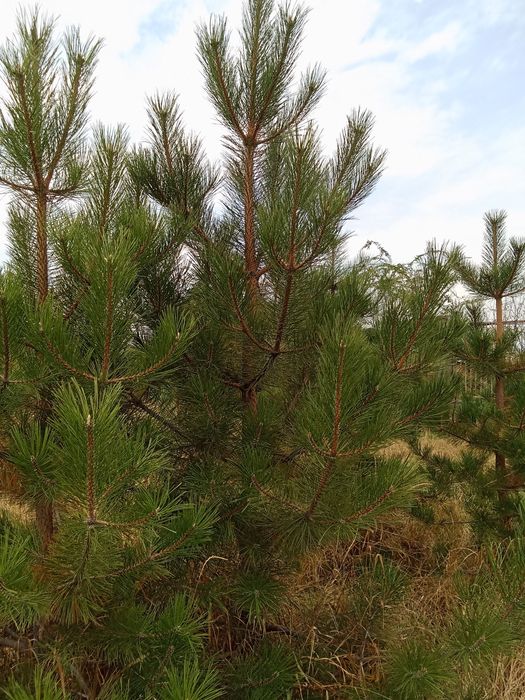 Сосны  крымские и обычные