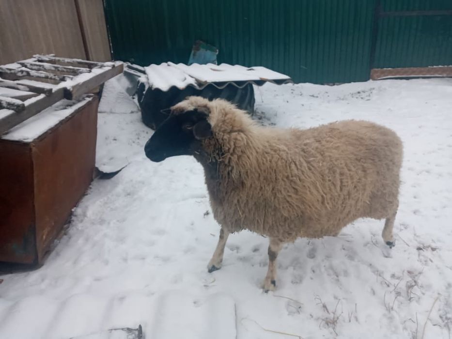 Продам баранов .