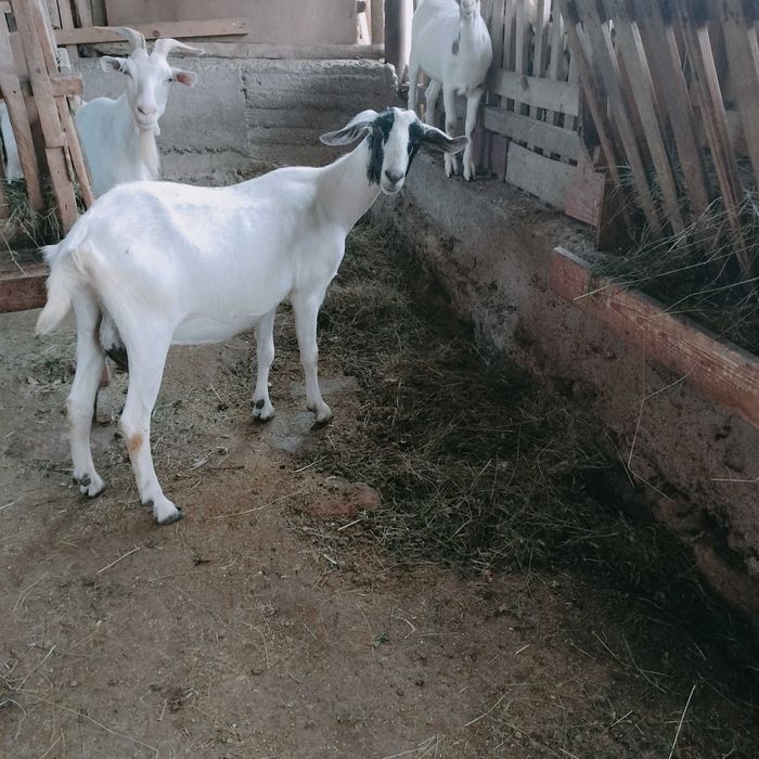 Capre de vânzare