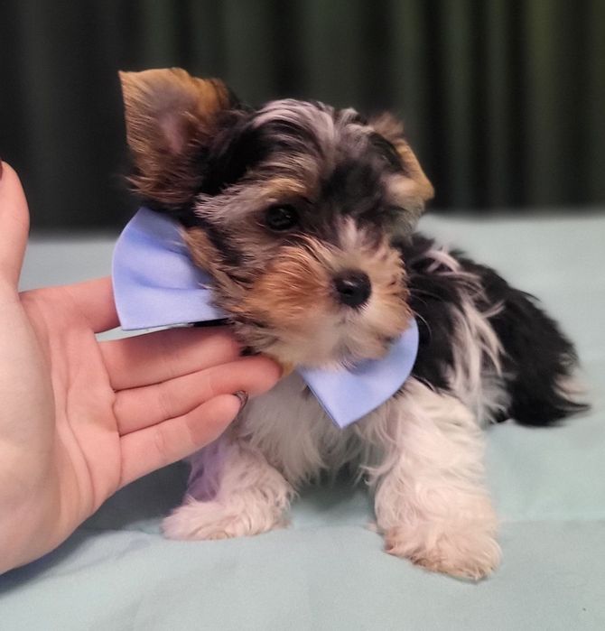 Йорки бебе йоркширски териер момче