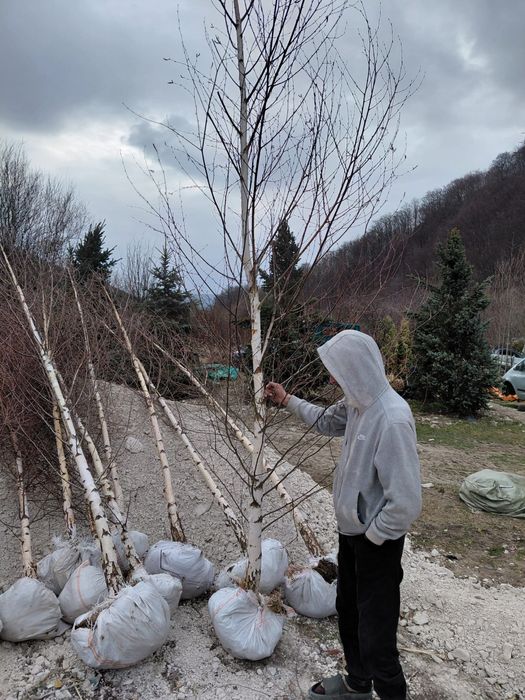 Mesteacan alb 3m - 7m livram oriunde in tara fara avans