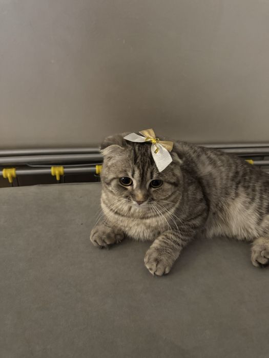 продам кота шотландский вислоухи
