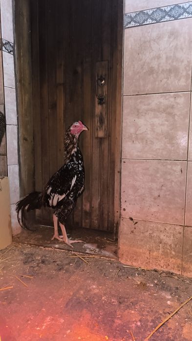 Бойцовский петух