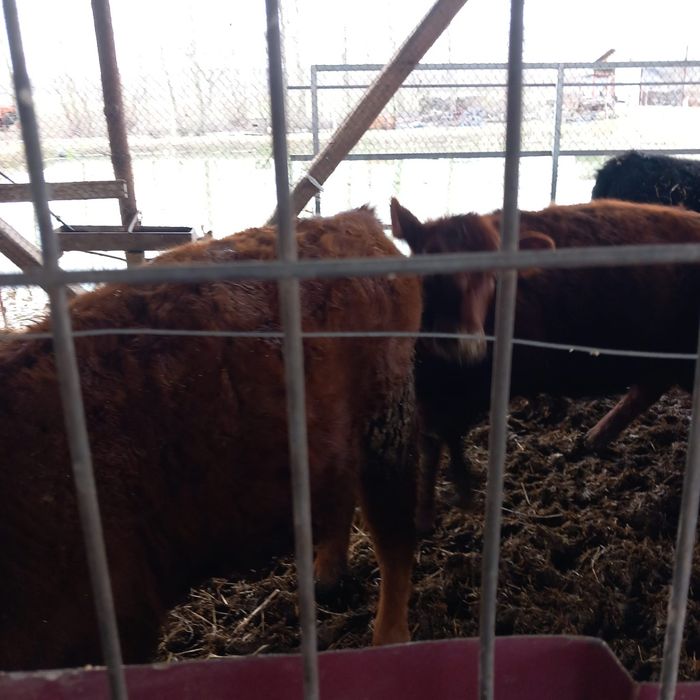 Vitei angus de vanzare