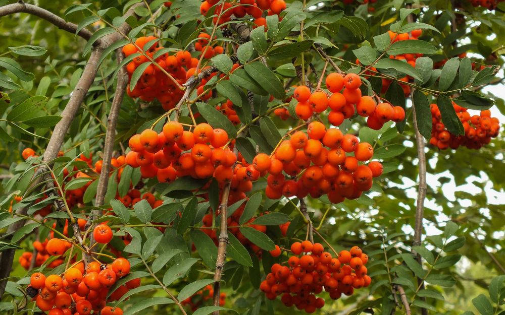 Продаю саженцы рябины.