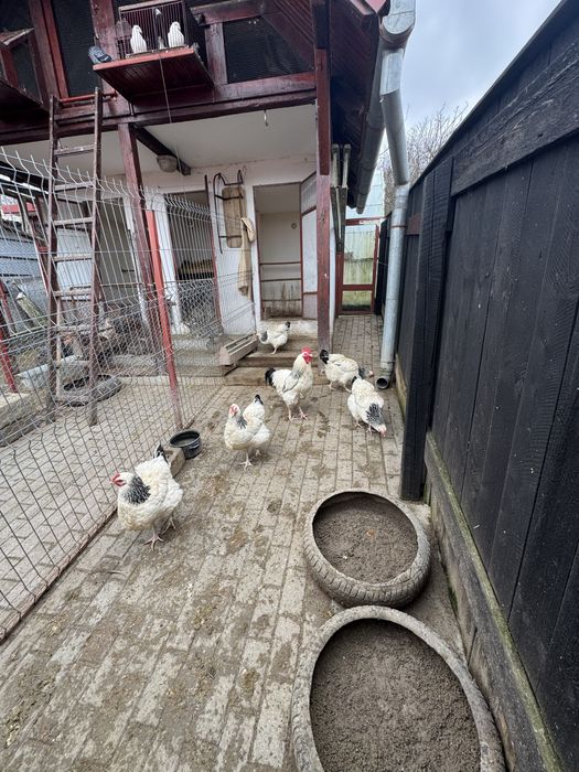 oua pentru incubat Sussex