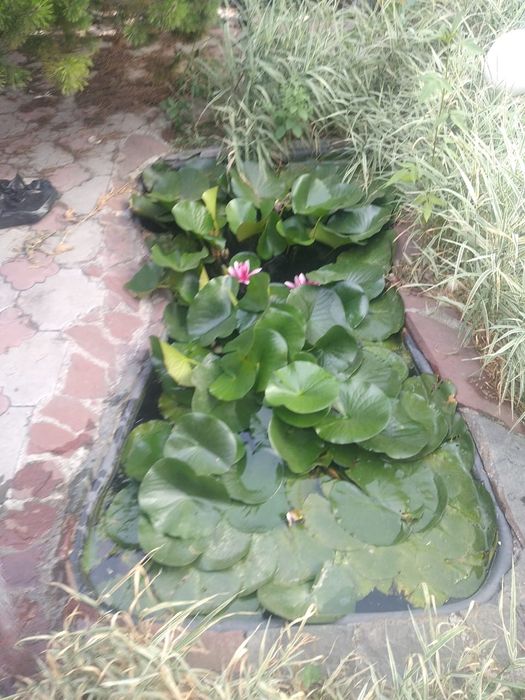 Продам водяную лилию