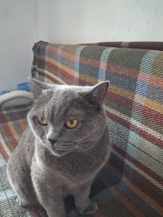 Кошка породистая продам