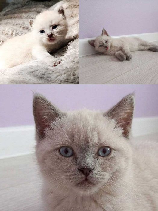 Котенок Скотиш страйт
